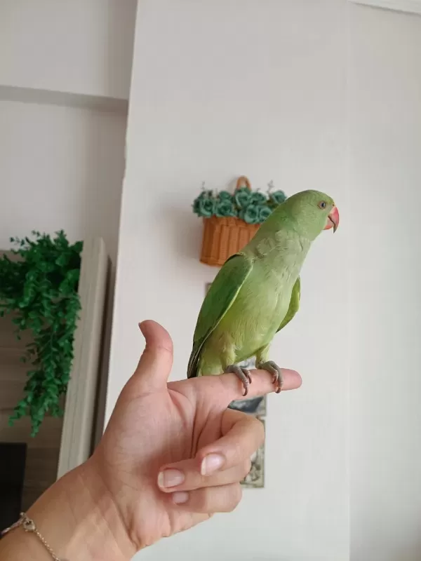 Beş Aylık Oyuncul Ele Alışık Pakistan Papağanı