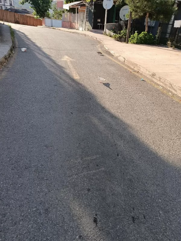 Acil Satılık Güvercin