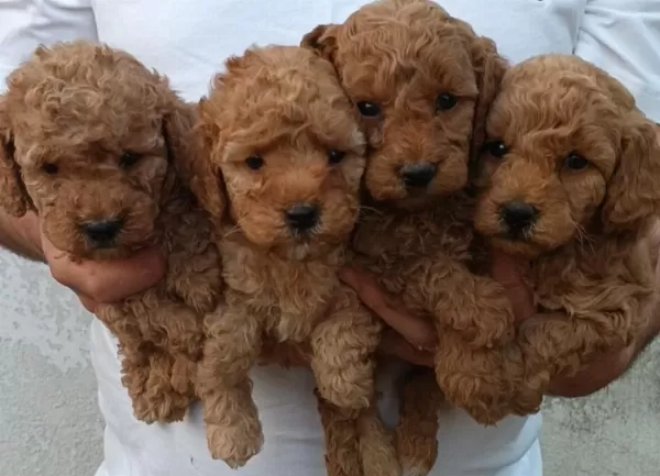 Kaliteli Poodle Yavrular