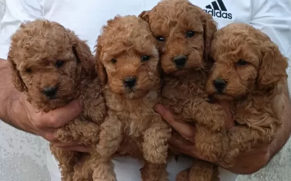 Kaliteli Poodle Yavrular