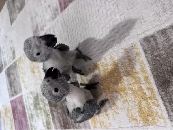 Çok Tatli Yavru Jako Papağani Bebek
