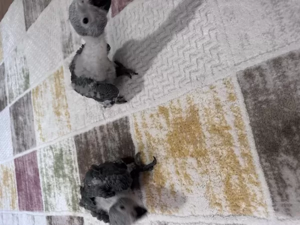 Çok Tatli Yavru Jako Papağani Bebek