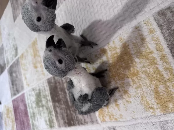 Çok Tatli Yavru Jako Papağani Bebek