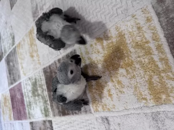 Çok Tatli Yavru Jako Papağani Bebek