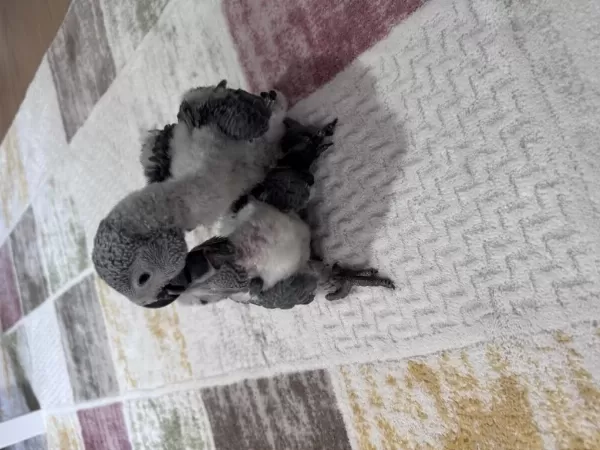 Çok Tatli Yavru Jako Papağani Bebek