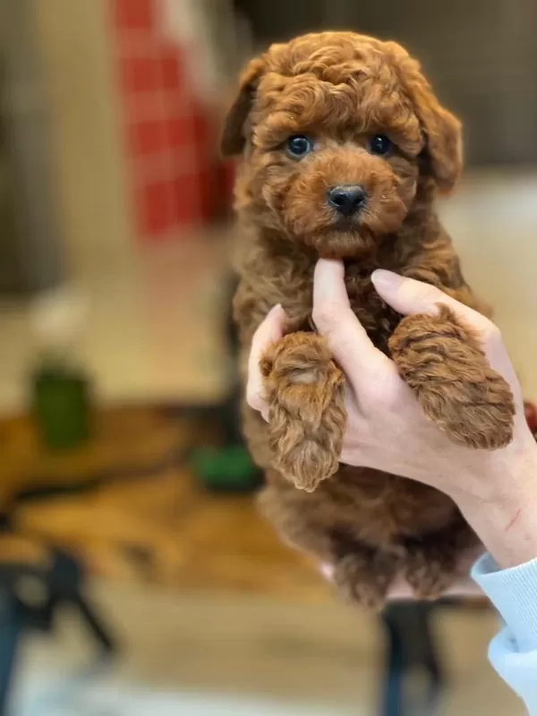Toy Poodle Bebeklerimiz Üst Kalite