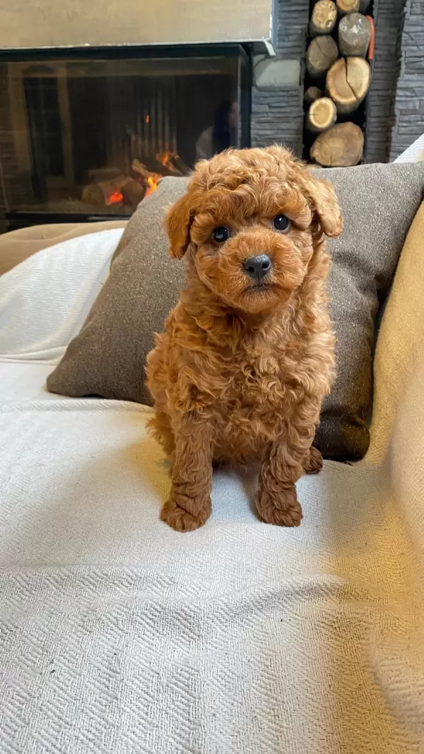 Toy Poodle Bebeklerimiz Üst Kalite