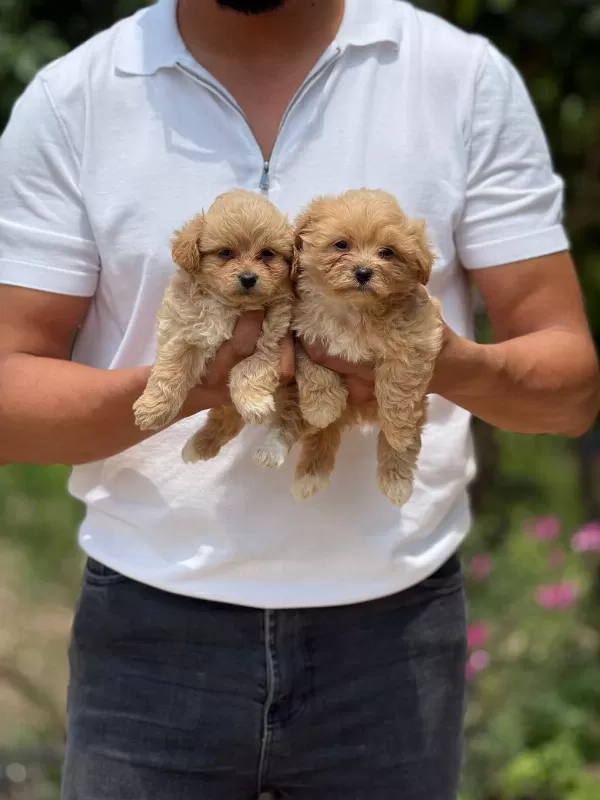 Orjinal Kore Teacup Maltipoo Bebekler
