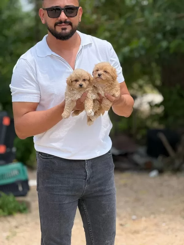 Orjinal Kore Teacup Maltipoo Bebekler