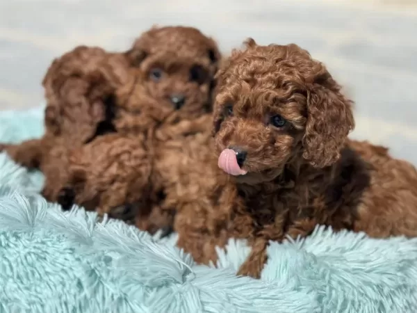 Yasal Ruhsatlı Çiftlikde Ziyarete Açık Toy Poodle