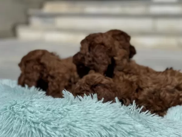 Yasal Ruhsatlı Çiftlikde Ziyarete Açık Toy Poodle
