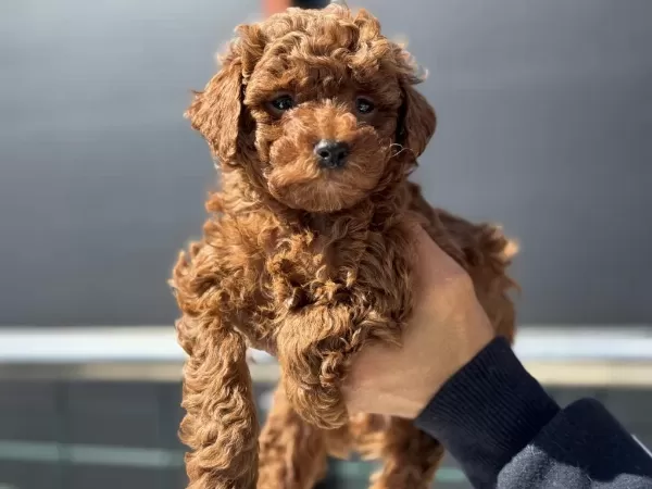 Profesyonel Ruhsatlı Çiftlikden Toy Poodle Yavrular