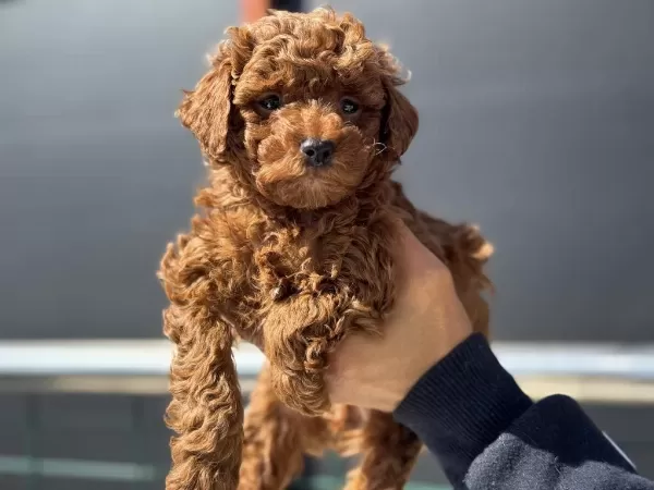 Profesyonel Ruhsatlı Çiftlikden Toy Poodle Yavrular