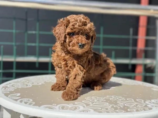 Profesyonel Ruhsatlı Çiftlikden Toy Poodle Yavrular