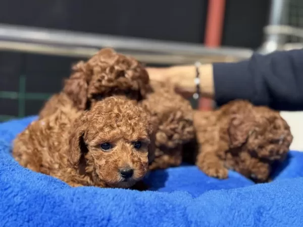 Profesyonel Ruhsatlı Çiftlikden Toy Poodle Yavrular