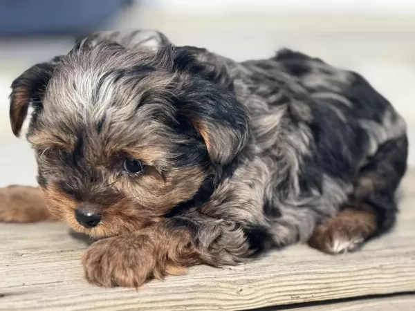 Wc Eğitimli Tea Cup Morkie Yavrular Ziyarete Açık