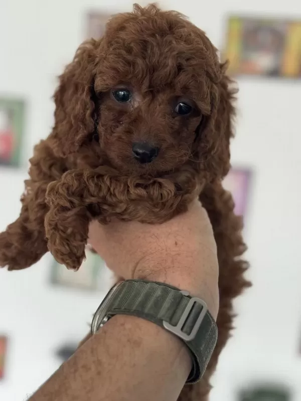 Kalite Ve Güvenin Tek Adresi Petmode Den Toy Poodle