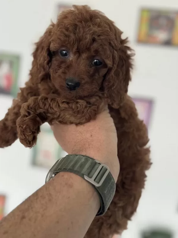 Kalite Ve Güvenin Tek Adresi Petmode Den Toy Poodle