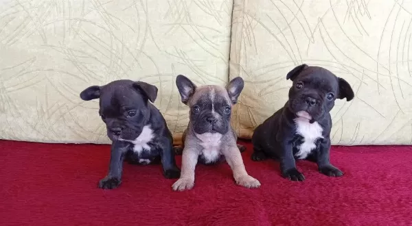 Çok tatlı Fransız Bulldog yavruları