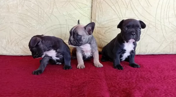 Çok tatlı Fransız Bulldog yavruları