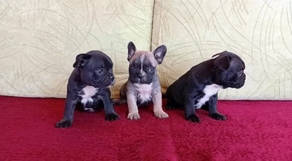 Çok tatlı Fransız Bulldog yavruları