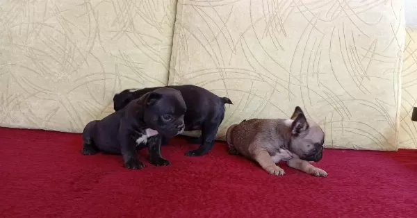 Çok tatlı Fransız Bulldog yavruları