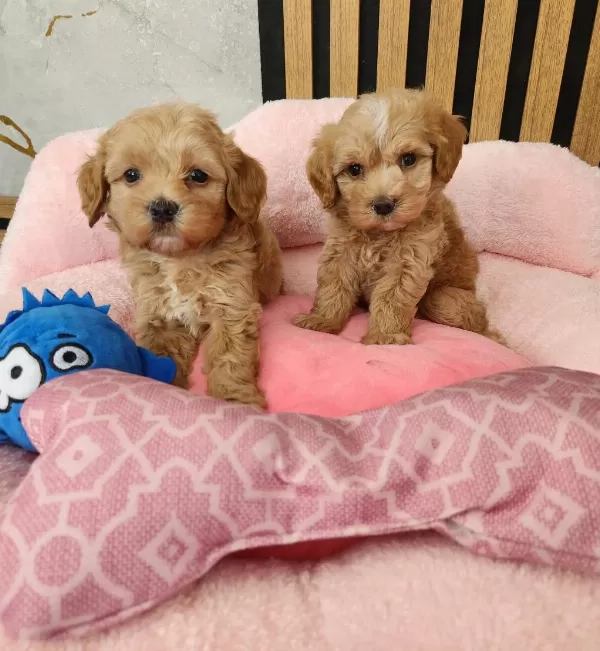 Maltipoo Yavrularimiz