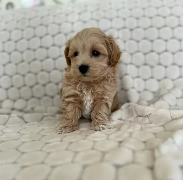 Maltipoo Yavrularimiz