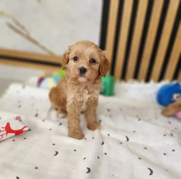 Maltipoo Yavrularimiz