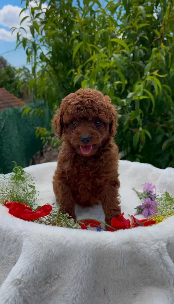Show Cllas Red Brwon Toy Poodle Yavrular