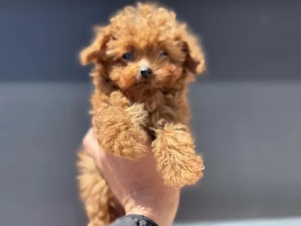 Micro Tea Cup 4 Aylık 700 Gr Kore Poodle Petmode Den