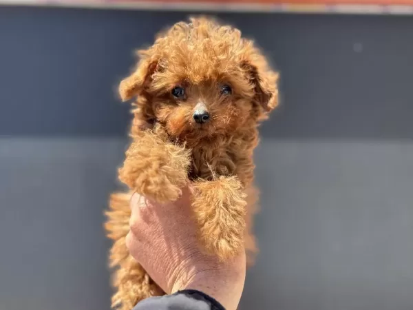 Micro Tea Cup 4 Aylık 700 Gr Kore Poodle Petmode Den