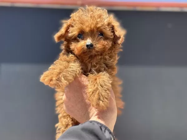 Micro Tea Cup 4 Aylık 700 Gr Kore Poodle Petmode Den