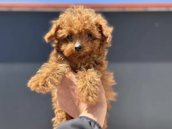 Micro Tea Cup 4 Aylık 700 Gr Kore Poodle Petmode Den