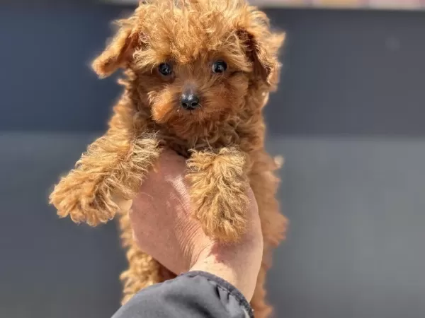 Micro Tea Cup 4 Aylık 700 Gr Kore Poodle Petmode Den