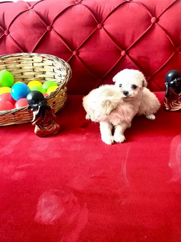 Ev Doğumu Maltipoo Yavrularımız