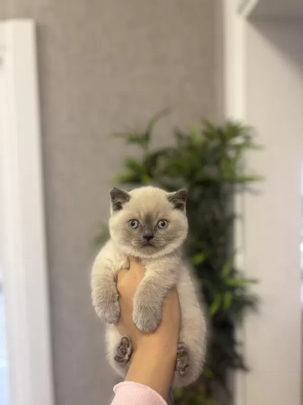 Sevimli British Shorthair Yavrularim