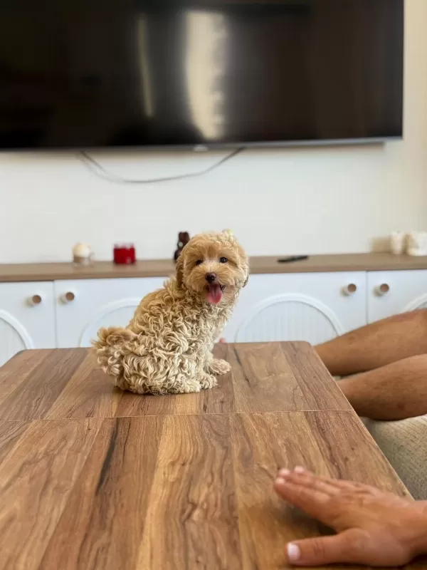 Orjinal Kore Teacup Maltipoo Bebekler
