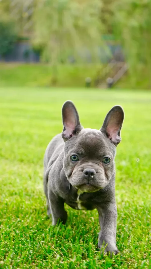 Üst Kalite French Bulldog Yavruları Çiftlikten