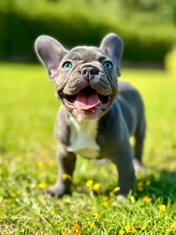Üst Kalite French Bulldog Yavruları Çiftlikten