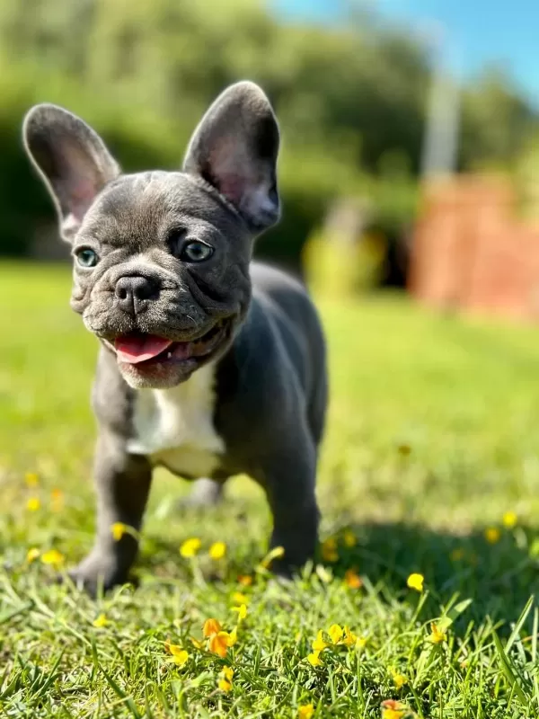 Üst Kalite French Bulldog Yavruları Çiftlikten