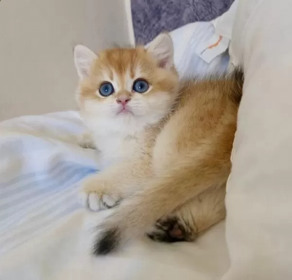 Ev Ortamında Büyüyen Safkan British Shorthair Yavrular