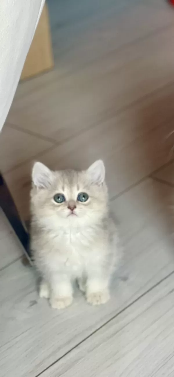 Ev Ortamında Büyüyen Safkan British Shorthair Yavrular