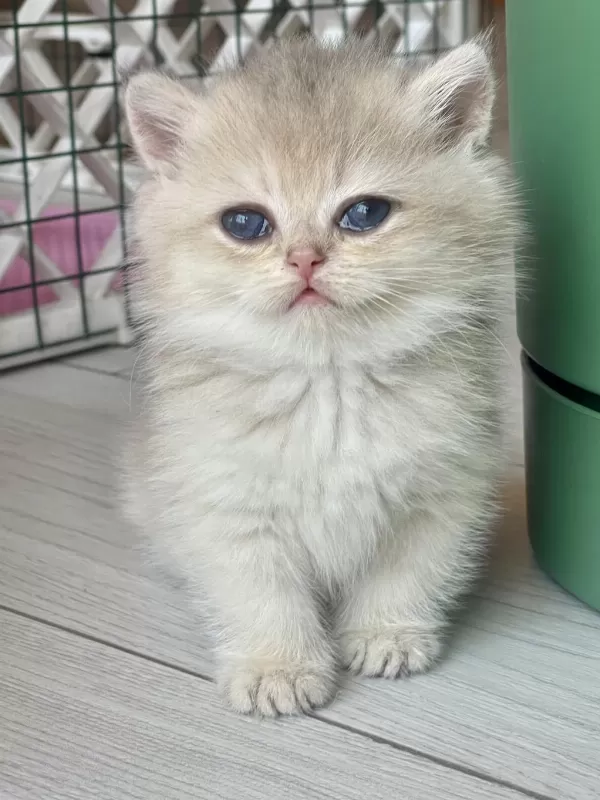 Ev Ortamında Büyüyen Safkan British Shorthair Yavrular