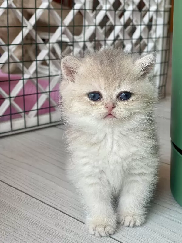 Ev Ortamında Büyüyen Safkan British Shorthair Yavrular