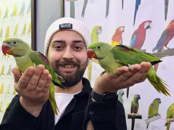 Bebek İskender Alexander Papağani Yavrularimiz