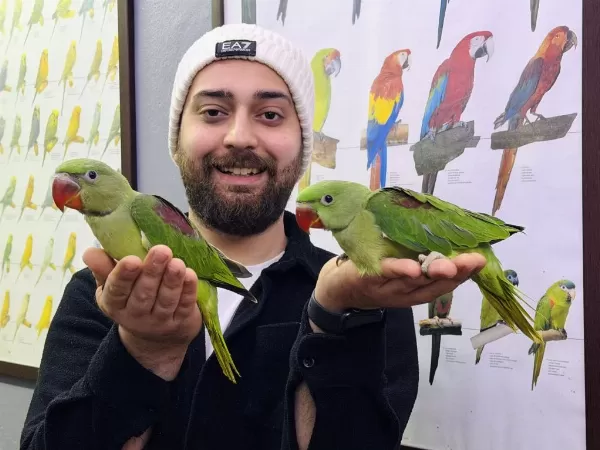Bebek İskender Alexander Papağani Yavrularimiz