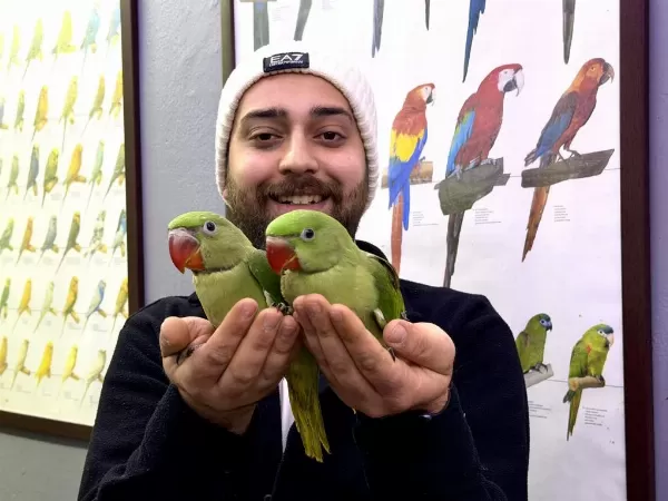 Bebek İskender Alexander Papağani Yavrularimiz