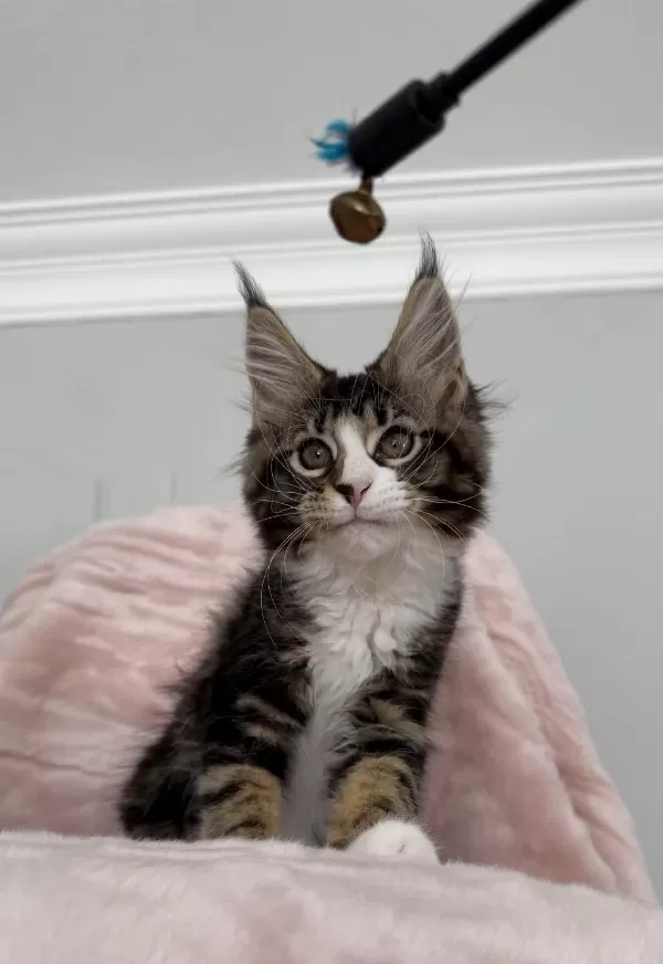 Mco Dişi 2209 Renk Üst Kaliteli Maine Coon