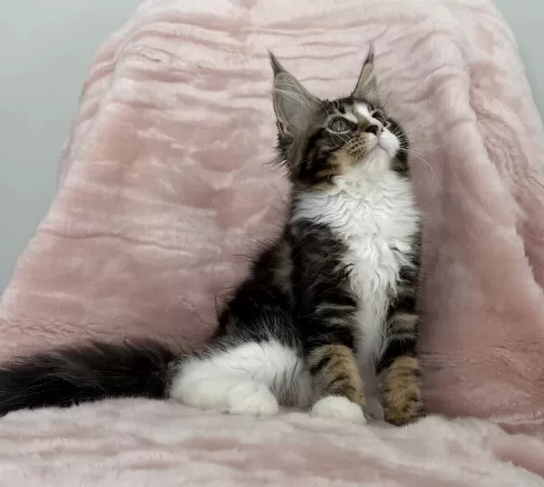 Mco Dişi 2209 Renk Üst Kaliteli Maine Coon